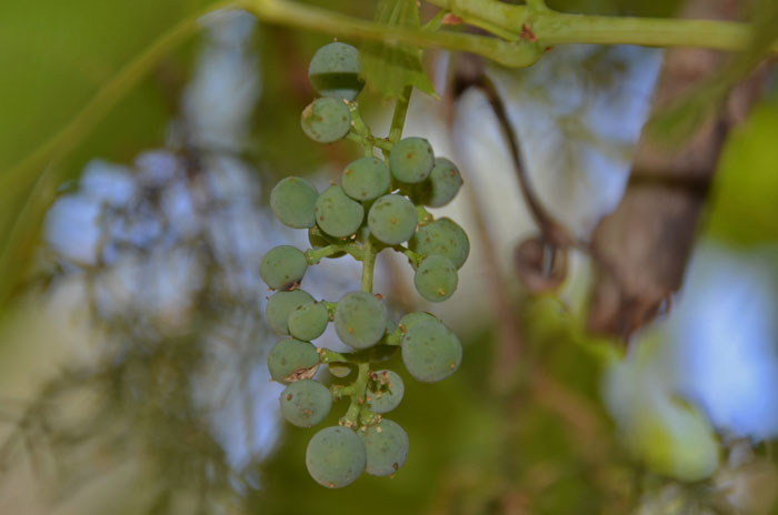 Canyon Grapes bloom from April to July and grow up to 12 feet high at elevations between 2,000 and 7,500 feet in Arizona and Texas. Vitis arizonica 